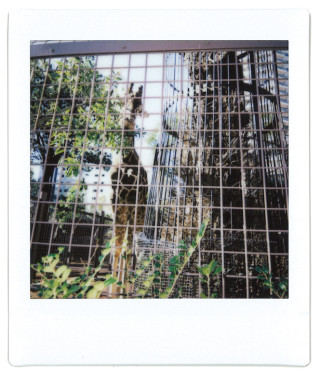 深川麻衣と一緒に“上野動物園”でチェキさんぽ 0200_maihukagawa_10-320x376 